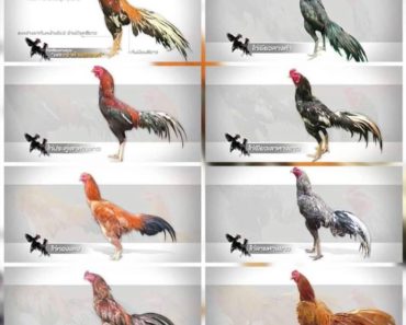 The Ultimate Guide to Choosing the Perfect Plucker Chicken Breed