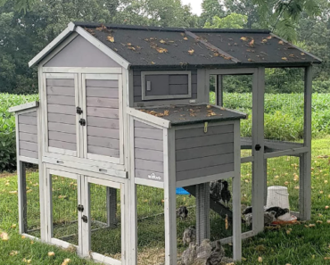 Building the Perfect Large Chicken Coop for 6 Chickens: A Comprehensive Guide