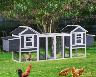 Choosing the Perfect Chicken Coop with Run for 6 Chickens: A Complete Guide