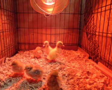 Harnessing Solar Power: Illuminating the Chicken Coop with Solar Heat Light