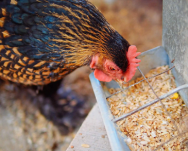 Discover the Benefits of Corn and Soy Free Chicken Feed: A Holistic Approach to Poultry Nutrition