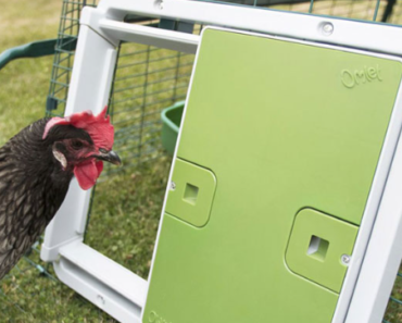 The Ultimate Guide to Choosing the Best Automatic WiFi Chicken Coop Door