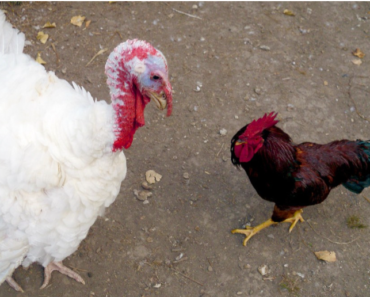 Can You Successfully Raise Turkeys Alongside Chickens: A Comprehensive Guide