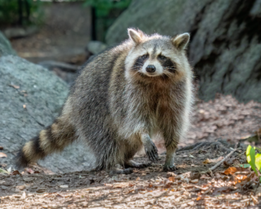 Effective Ways to Protect Your Chickens from Raccoon Predators