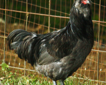 The Unique and Beautiful Ameraucana Chicken: A Guide to this Fascinating Breed