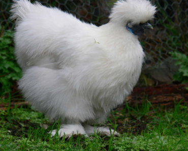 The Fascinating World of Silkie Chickens