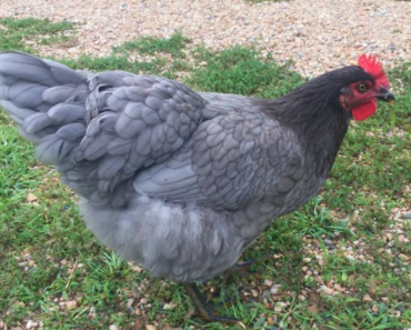 Sapphire Gem Chicken: A Rare and Exquisite Poultry Delight