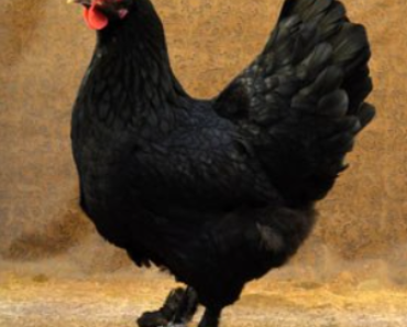 The Majestic Langshan Chicken: A Guide to this Remarkable Poultry Breed