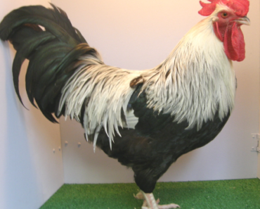 The Dorking Chicken: A Hidden Gem in Poultry Breeds