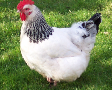 The Sussex Chicken: A Classic Breed with Timeless Appeal