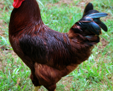 The Legendary Rhode Island Red Chicken: Unveiling its History, Characteristics, and Care Tips
