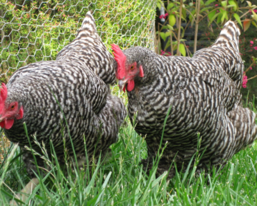 The Fascinating History and Characteristics of Plymouth Rock Chicken