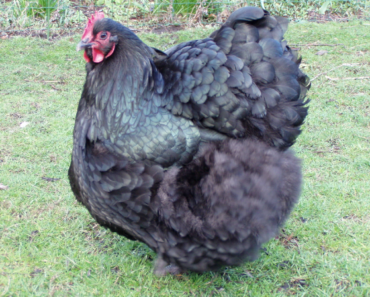 The Alluring Orpington Chicken: A Majestic Breed with Exceptional Qualities