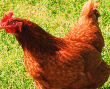 The Fascinating History and Characteristics of New Hampshire Chickens