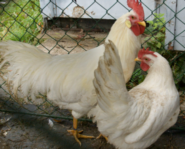 The Fascinating History and Characteristics of Leghorn Chicken: A True Poultry Marvel