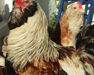 Discover the Fascinating Faverolles Chicken Breed: A Complete Guide