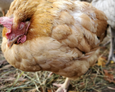 Naturally Treating Coccidiosis in Chickens: A Comprehensive Guide