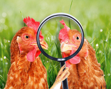 The Key Distinctions: Free Range vs. Organic Chicken Explained