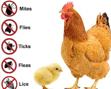 The Ultimate Guide to Mite and Lice Spray for Chickens