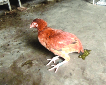 Effective Strategies to Stop Diarrhea in Chickens